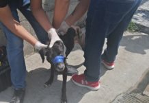 Dueña de Boster fue la que solicitó ayuda, perrito presentaba desnutrición