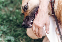 Perros atacan a más de dos mil personas