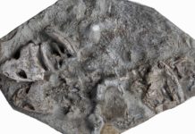 Hallan fósil de un pez con cuatro patas