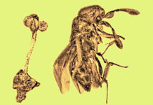 Encuentran en la República Dominicana una piedra de ámbar de 30 millones de años con restos fósiles de una rara flor y una avispa