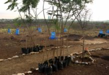 Fracasa programa de reforestación