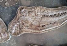 Descubren fósiles de una nueva especie de los dinosaurios que dominaron los océanos hace 66 millones de años