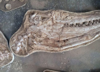 Descubren fósiles de una nueva especie de los dinosaurios que dominaron los océanos hace 66 millones de años