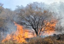 Bomberos sofocan incendio en pastizal