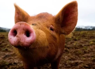 Científicos logran revivir órganos de cerdos con sangre sintética después de la muerte de los animales