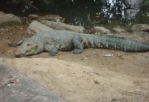Proponen el retiro de cocodrilos de la laguna del Carpintero
