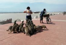 Mapaches acaban con ecosistemas de la Escollera