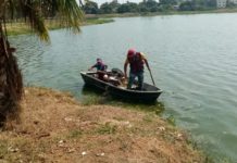 Encuentran cocodrilos durante limpieza de lagunas y canales
