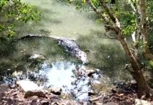 Lagunas requieren más rejas de protección para evitar salida de cocodrilos
