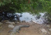 Reforzarán vigilancia en laguna del Carpintero y Chairel para evitar ataques de cocodrilos