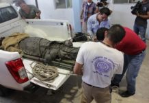 Decidirá el Fiscal del fuero común suerte del Cocodrilo que ayer atacó y mató a hombre en el Carpintero