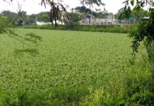 Urge trabajar en el tema del control de cocodrilos en sur de Tamaulipas