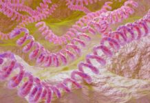 Leptospirosis y su daño al hígado y los riñones