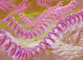 Leptospirosis y su daño al hígado y los riñones