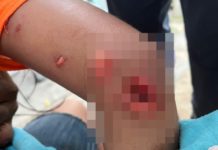 Cocodrilos causan “temor” entre habitantes de la Nuevo Madero