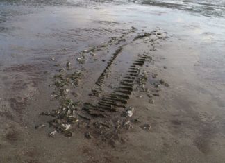 Identifican el origen de un barco hallado en las costas de Argentina que naufragó hace más de 150 años