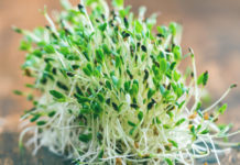 Proponen una planta que solucionaría los problemas de cultivar en Marte