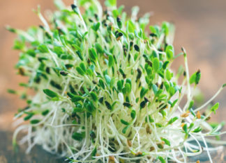 Proponen una planta que solucionaría los problemas de cultivar en Marte