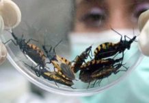 24 tamaulipecos contagiados de rara enfermedad