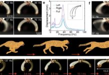 Desarrollan diminutos robots electromecánicos más rápidos que los guepardos (VIDEO)