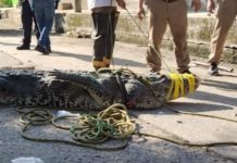 Sociedad ignora restricciones en laguna del Carpintero