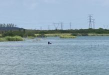 Necios, no miden riesgos al meterse a lagunas infestadas de cocodrilos