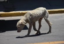 Propondrán modificaciones a la ley de protección animal