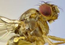 Los científicos que lograron manipular el vuelo de una mosca