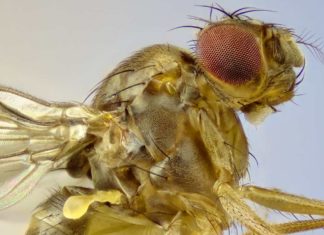 Los científicos que lograron manipular el vuelo de una mosca