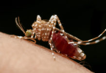 Descubren el sistema “irrompible” con el que los mosquitos encuentran a sus víctimas humanas