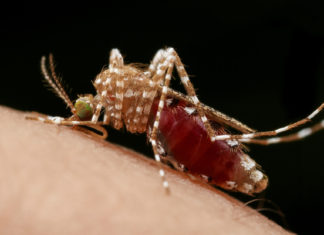 Descubren el sistema “irrompible” con el que los mosquitos encuentran a sus víctimas humanas