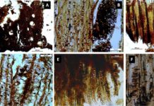 Este descubrimiento de hace 7.000 años revela cómo se curaban y alimentaban nuestros antepasados