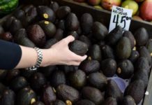 Aguacate baja de precio llegando hasta los 40 pesos por kilogramo