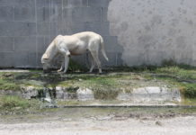 Animales sufren por fugas de aguas