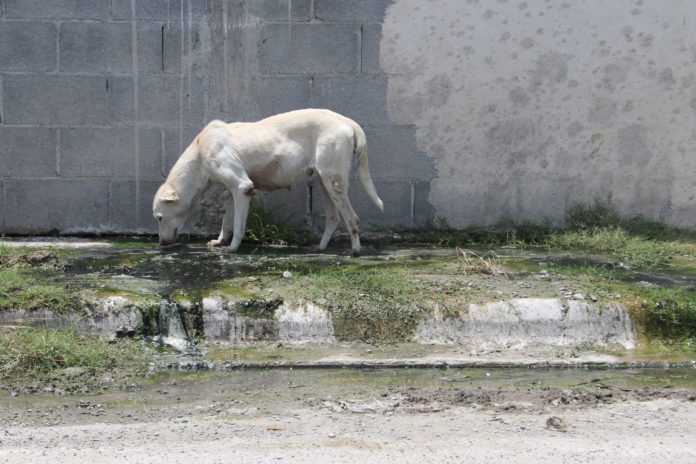 Animales Sufren.09172022