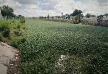 Dren “Anhelo” también invadido del lirio