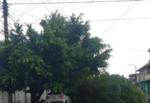 Dejan lluvias caída de árboles en Tampico