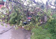 Bardas colapsadas, caída de árboles y un vehículo arrastrado por la corriente saldo de lluvias en Tampico