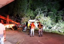 Supervisan árboles antíguos en Madero