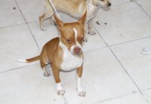Mascotas pueden ser aseguradas