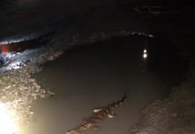 Comienzan a salir cocodrilos por elevación en nivel de lagunas y canales pluviales