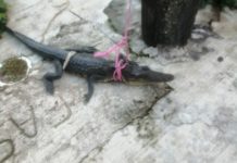 Alerta por avistamiento de cocodrilos en zona urbana