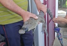 Exigen que muden a cocodrilos a una sola laguna