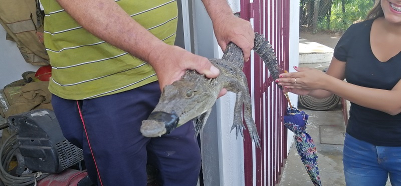 Exigen que muden a cocodrilos a una sola laguna | EnLí