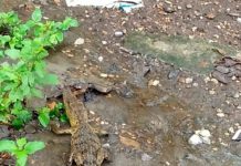 Alerta en ejidos por presencia de cocodrilos en presas