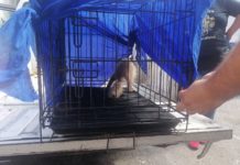 Capturaron bomeros mapache en palacio municipal de Tampico