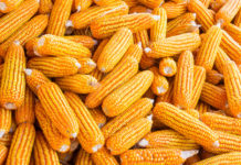 “Semillas mágicas” pueden ayudar a resolver el hambre, afirma Bill Gates