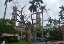 Analizan el retiro de árboles secos que representan riesgo para la población