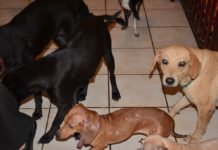 Organizan jornada de adopción canina