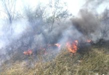 Bomberos sofocan pastizal en concurrida colonia popular